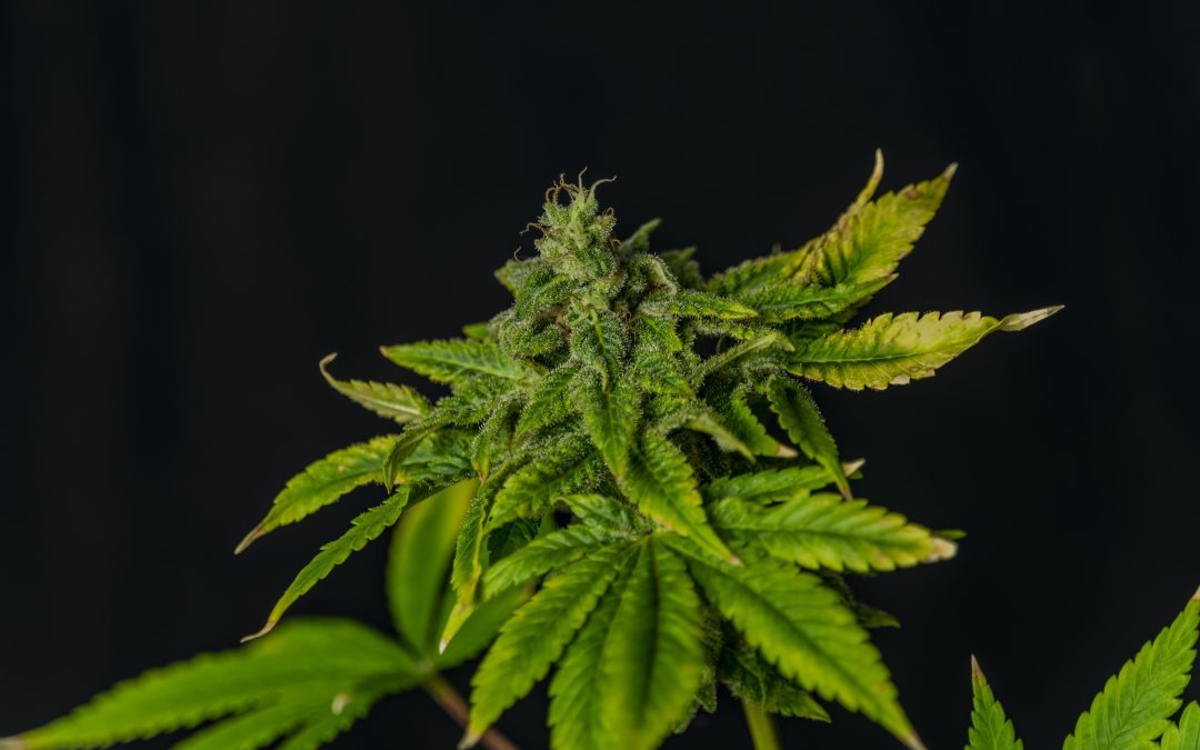 Natural and Effective: 3 Surprising Health Benefits of CBD Supplements